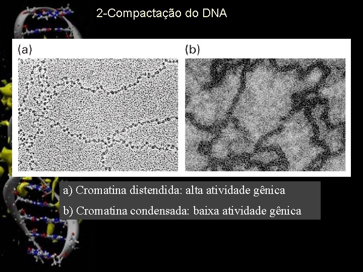 2 -Compactação do DNA a) Cromatina distendida: alta atividade gênica b) Cromatina condensada: baixa