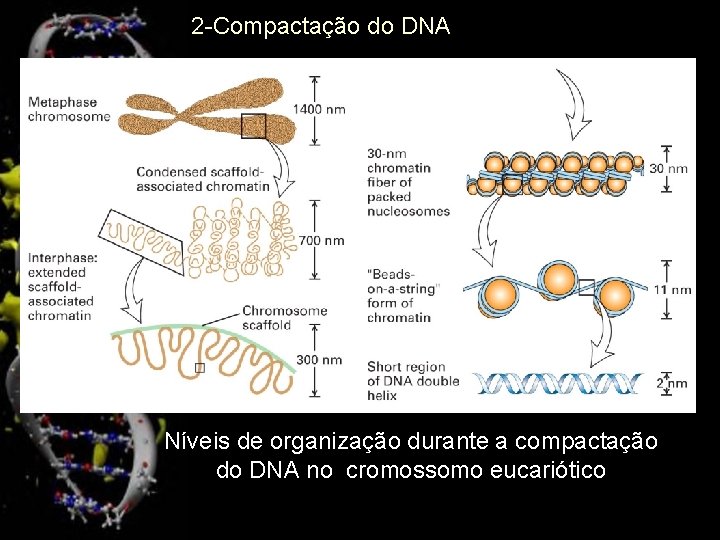 2 -Compactação do DNA Níveis de organização durante a compactação do DNA no cromossomo