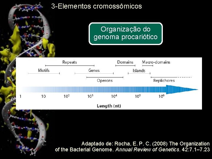 3 -Elementos cromossômicos Organização do genoma procariótico 15 Adaptado de: Rocha, E. P. C.