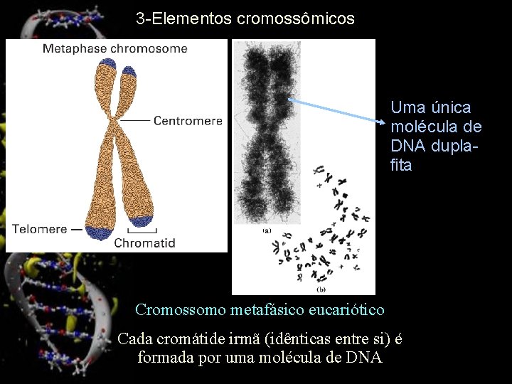 3 -Elementos cromossômicos Uma única molécula de DNA duplafita Cromossomo metafásico eucariótico Cada cromátide