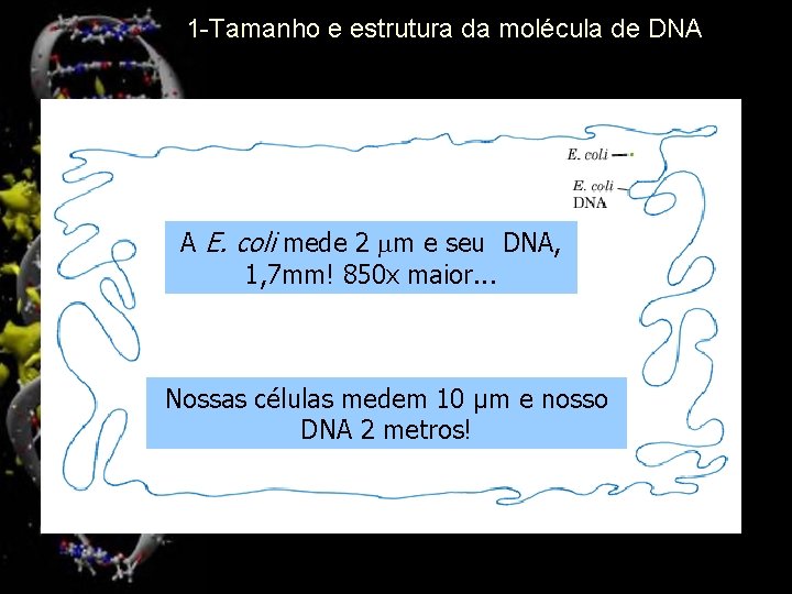 1 -Tamanho e estrutura da molécula de DNA A E. coli mede 2 mm