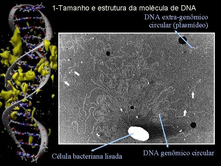 1 -Tamanho e estrutura da molécula de DNA extra-genômico circular (plasmídeo) Célula bacteriana lisada