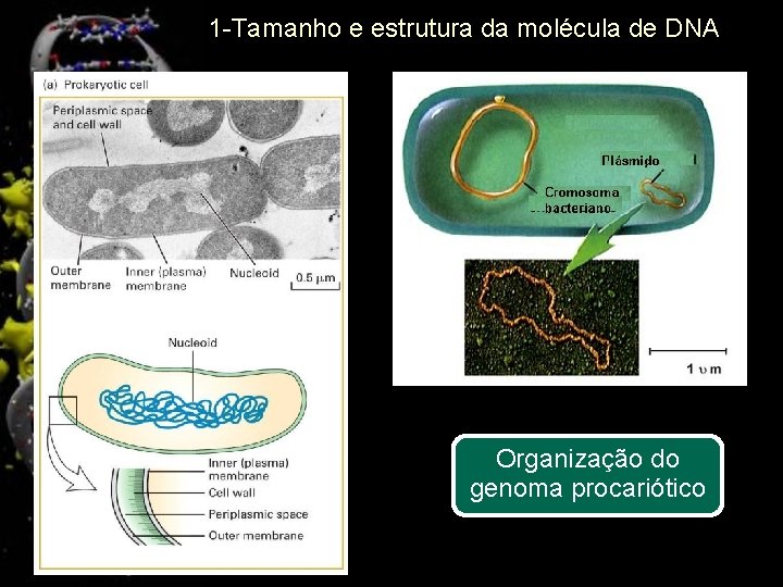 1 -Tamanho e estrutura da molécula de DNA Organização do genoma procariótico 4 