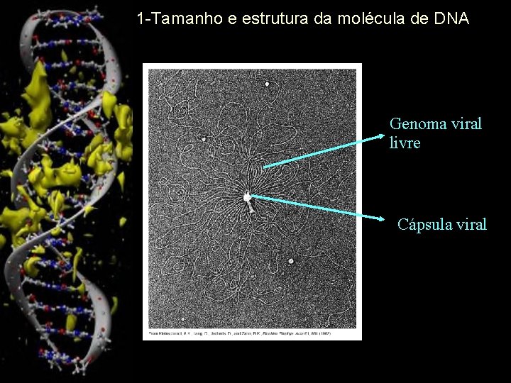 1 -Tamanho e estrutura da molécula de DNA Genoma viral livre Cápsula viral 5