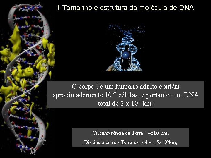 1 -Tamanho e estrutura da molécula de DNA O corpo de um humano adulto