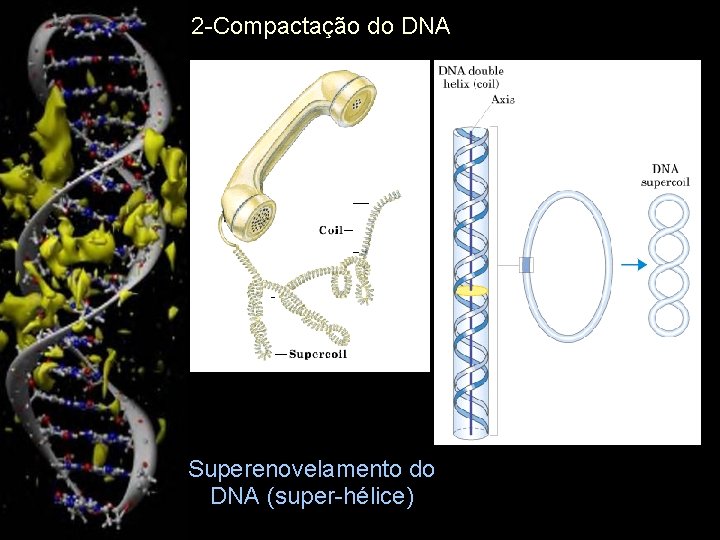 2 -Compactação do DNA Superenovelamento do DNA (super-hélice) 9 