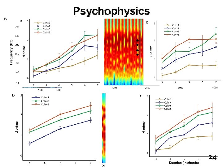 Psychophysics 24 