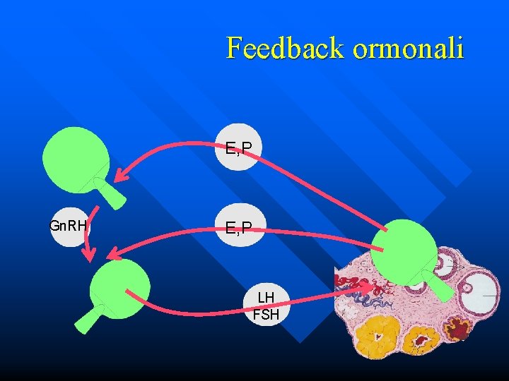 Feedback ormonali E, P Gn. RH E, P LH FSH 