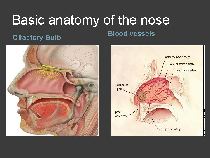Basic anatomy of the nose Olfactory Bulb Blood vessels 