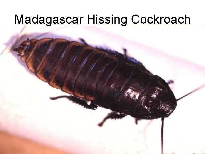 Madagascar Hissing Cockroach 