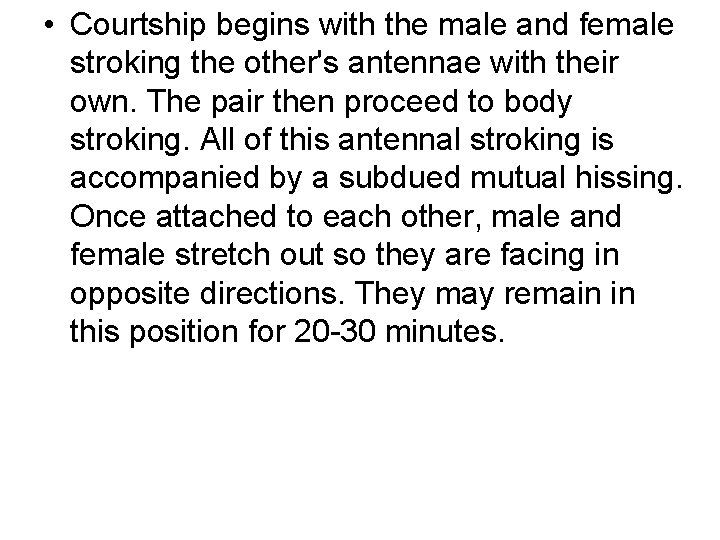  • Courtship begins with the male and female stroking the other's antennae with