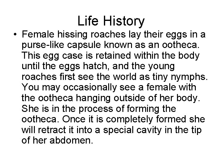 Life History • Female hissing roaches lay their eggs in a purse-like capsule known