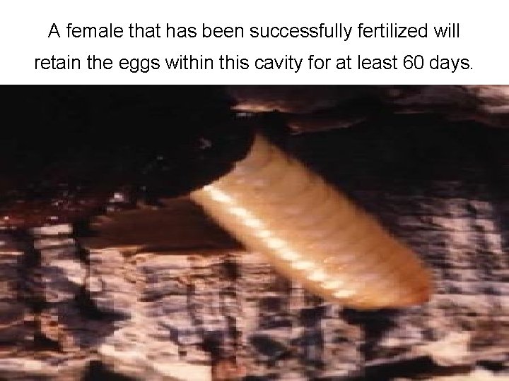 A female that has been successfully fertilized will retain the eggs within this cavity