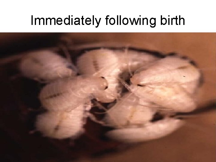 Immediately following birth 