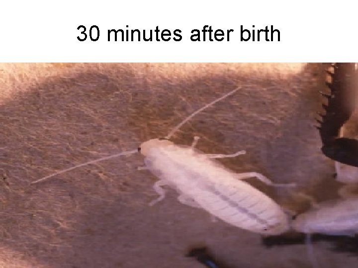 30 minutes after birth 