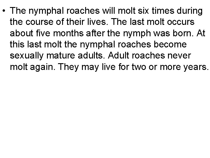  • The nymphal roaches will molt six times during the course of their