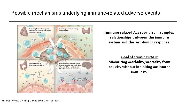 Possible mechanisms underlying immune-related adverse events Immune-related AEs result from complex relationships between the