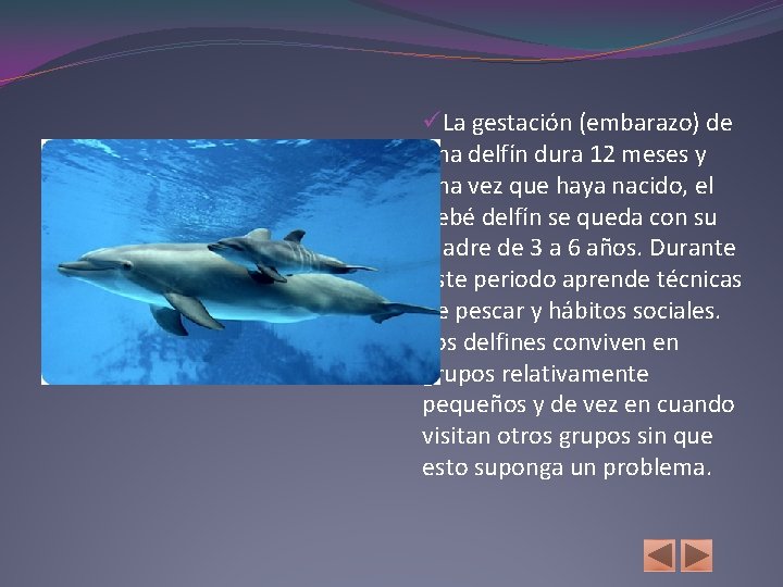 üLa gestación (embarazo) de una delfín dura 12 meses y una vez que haya
