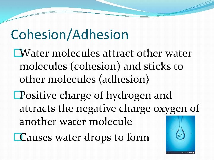 Cohesion/Adhesion �Water molecules attract other water molecules (cohesion) and sticks to other molecules (adhesion)