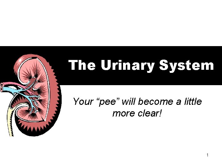 The Urinary System Your “pee” will become a little more clear! 1 