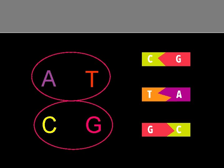 MUTATIONS 2 Bases A T C G Codons