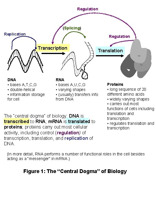 Regulation (Splicing) Replication Regulation Transcription DNA • bases A, T, C, G • double-helical