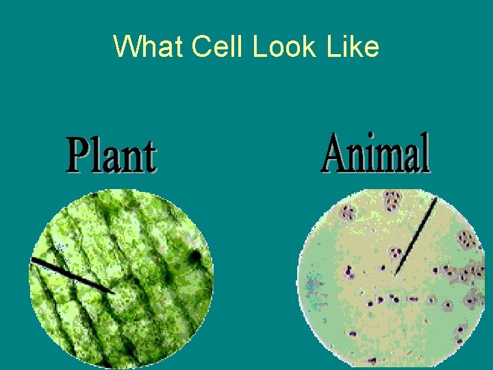What Cell Look Like What Cell Look Like