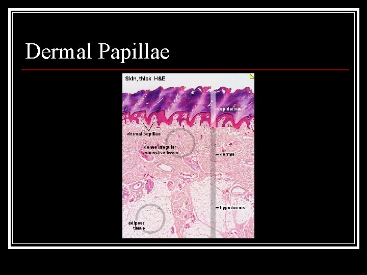 Dermal Papillae 