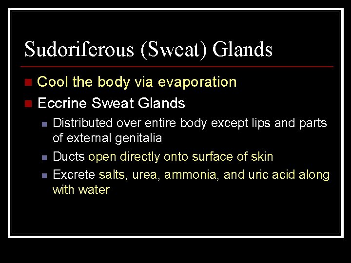 Sudoriferous (Sweat) Glands Cool the body via evaporation n Eccrine Sweat Glands n n