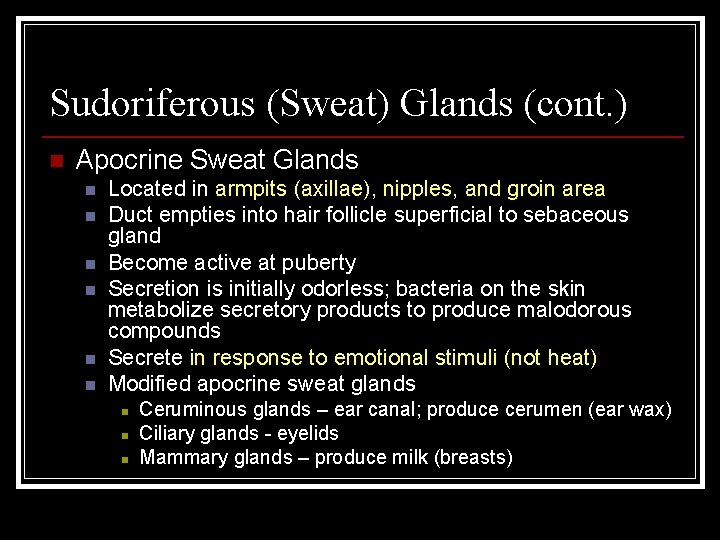Sudoriferous (Sweat) Glands (cont. ) n Apocrine Sweat Glands n n n Located in
