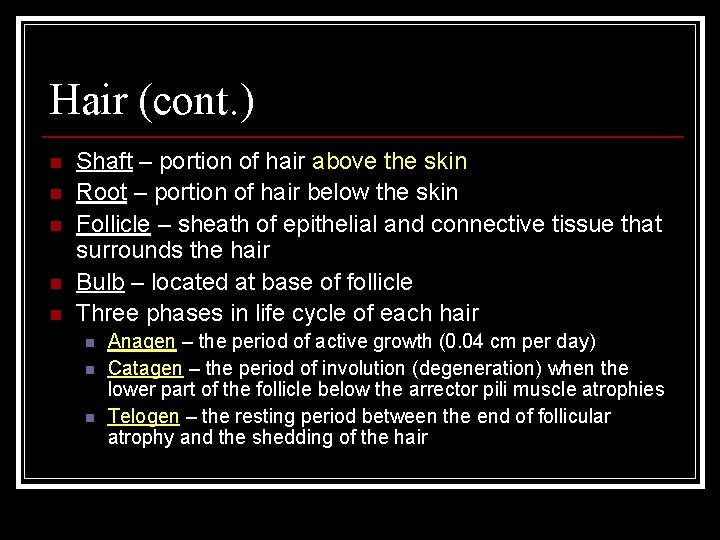 Hair (cont. ) n n n Shaft – portion of hair above the skin