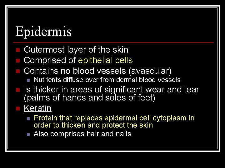Epidermis n n n Outermost layer of the skin Comprised of epithelial cells Contains