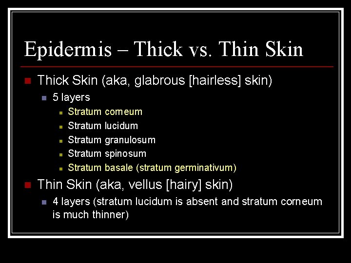 Epidermis – Thick vs. Thin Skin n Thick Skin (aka, glabrous [hairless] skin) n