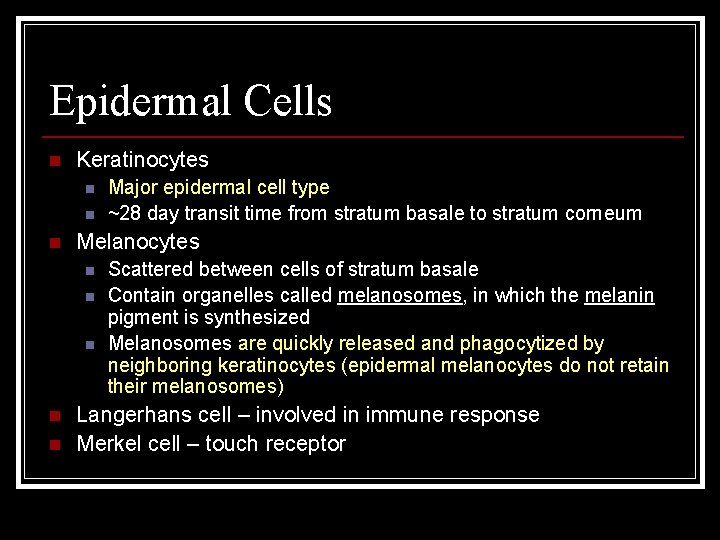 Epidermal Cells n Keratinocytes n n n Melanocytes n n n Major epidermal cell