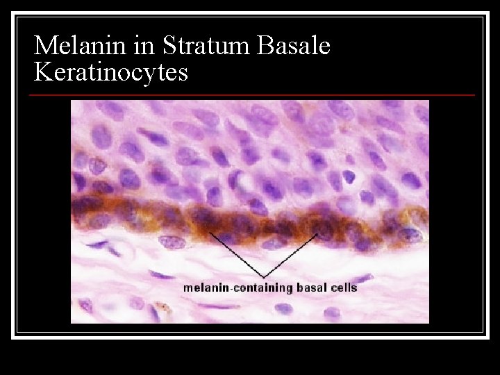 Melanin in Stratum Basale Keratinocytes 