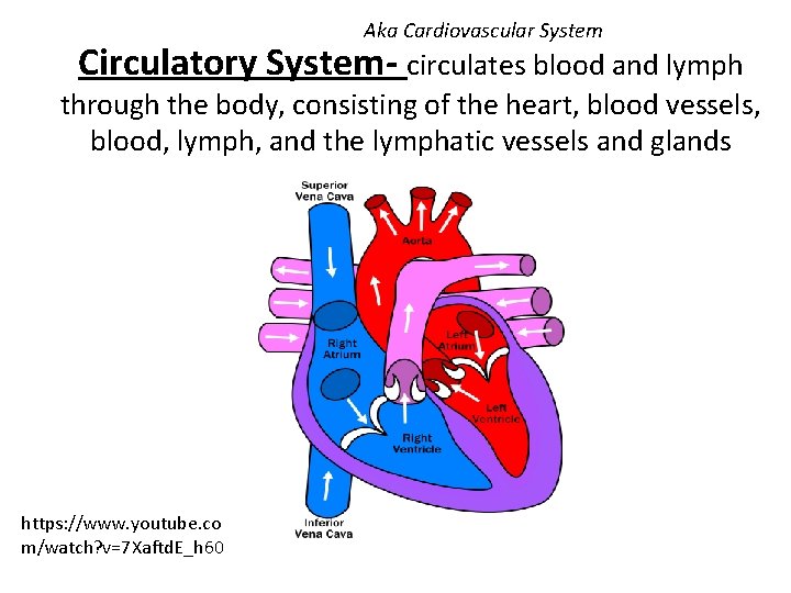 Aka Cardiovascular System Circulatory System- circulates blood and lymph through the body, consisting of