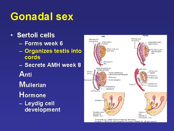 Gonadal sex • Sertoli cells – Forms week 6 – Organizes testis into cords Gonadal sex • Sertoli cells – Forms week 6 – Organizes testis into cords