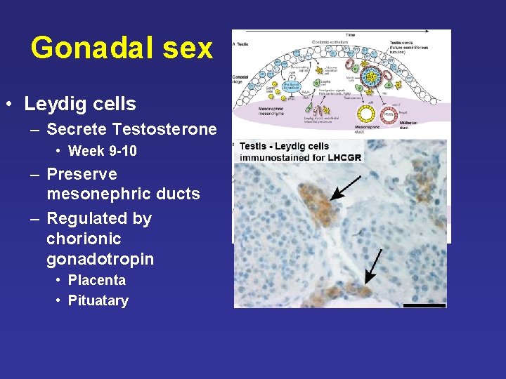 Gonadal sex • Leydig cells – Secrete Testosterone • Week 9 -10 – Preserve Gonadal sex • Leydig cells – Secrete Testosterone • Week 9 -10 – Preserve
