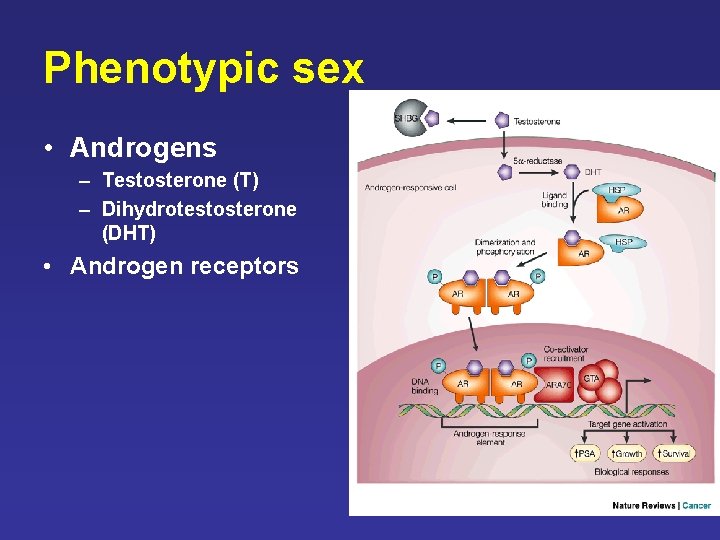 Phenotypic sex • Androgens – Testosterone (T) – Dihydrotestosterone (DHT) • Androgen receptors Phenotypic sex • Androgens – Testosterone (T) – Dihydrotestosterone (DHT) • Androgen receptors