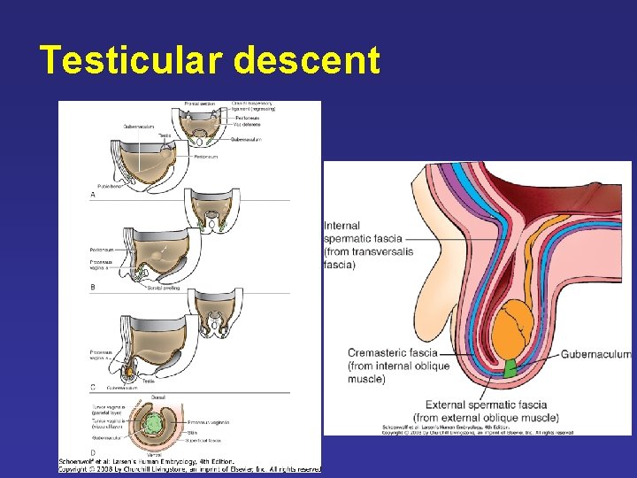 Testicular descent Testicular descent