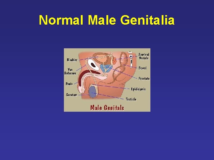 Normal Male Genitalia Normal Male Genitalia