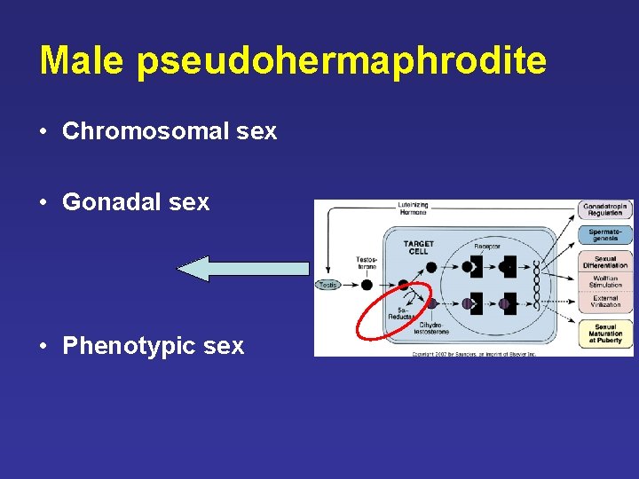 Male pseudohermaphrodite • Chromosomal sex • Gonadal sex • Phenotypic sex Male pseudohermaphrodite • Chromosomal sex • Gonadal sex • Phenotypic sex