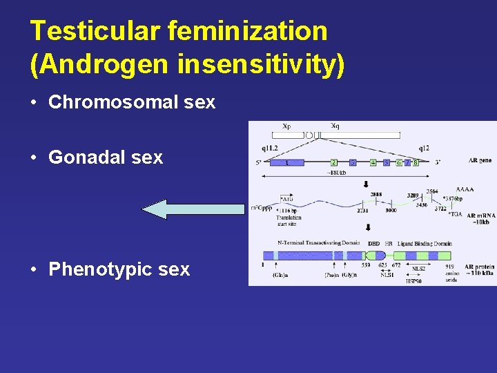 Testicular feminization (Androgen insensitivity) • Chromosomal sex • Gonadal sex • Phenotypic sex Testicular feminization (Androgen insensitivity) • Chromosomal sex • Gonadal sex • Phenotypic sex