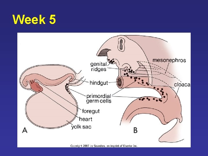 Week 5 Week 5