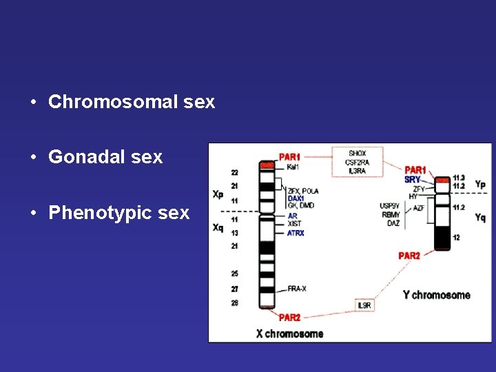 • Chromosomal sex • Gonadal sex • Phenotypic sex • Chromosomal sex • Gonadal sex • Phenotypic sex