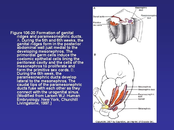 Figure 106 -20 Formation of genital ridges and paramesonephric ducts. A, During the 5 Figure 106 -20 Formation of genital ridges and paramesonephric ducts. A, During the 5