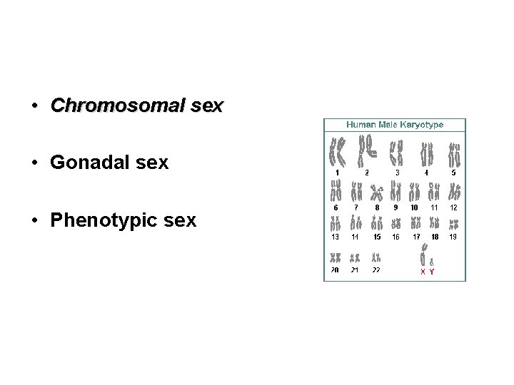 • Chromosomal sex • Gonadal sex • Phenotypic sex • Chromosomal sex • Gonadal sex • Phenotypic sex