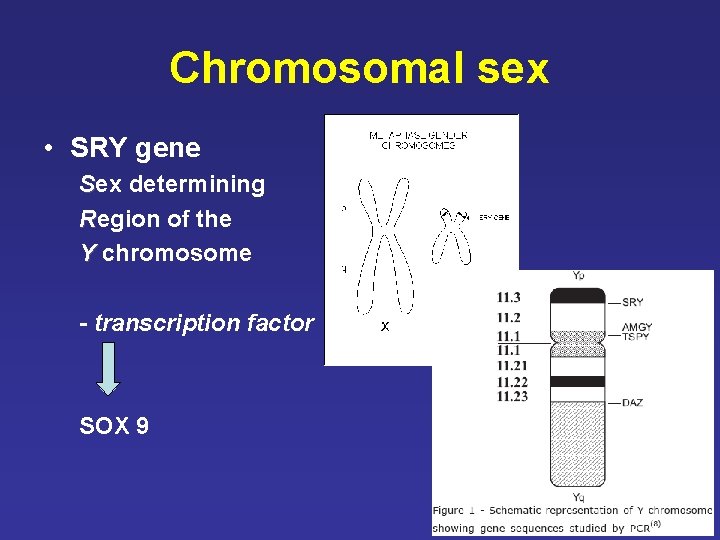 Chromosomal sex • SRY gene Sex determining Region of the Y chromosome - transcription Chromosomal sex • SRY gene Sex determining Region of the Y chromosome - transcription