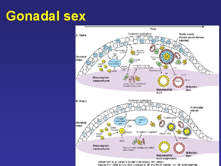 Gonadal sex Gonadal sex