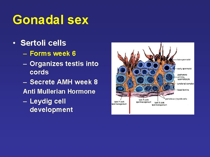Gonadal sex • Sertoli cells – Forms week 6 – Organizes testis into cords Gonadal sex • Sertoli cells – Forms week 6 – Organizes testis into cords